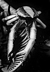 b&w- macro by Gregory Grant 